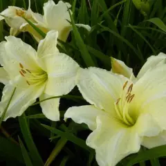 HEMEROCALLIS 'Joan Senior' - Hémérocalle, Lis d'un jour