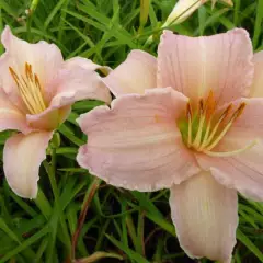 HEMEROCALLIS 'Luxury Lace' - Hémérocalle, Lis d'un jour