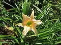 HEMEROCALLIS 'Luxury Lace' - Hémérocalle, Lis d'un jour