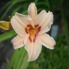 HEMEROCALLIS 'Lynn Hall' - Hémérocalle, Lis d'un jour