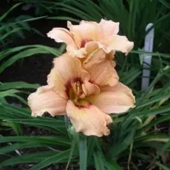 HEMEROCALLIS 'Lynn Hall' - Hémérocalle, Lis d'un jour