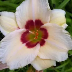 HEMEROCALLIS 'Pandora’s Box' - Hémérocalle, Lis d'un jour