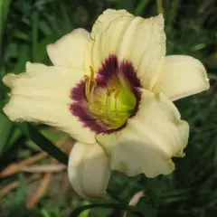 HEMEROCALLIS 'Pandora’s Box' - Hémérocalle, Lis d'un jour