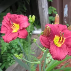 HEMEROCALLIS 'Pardon Me' - Hémérocalle, Lis d'un jour