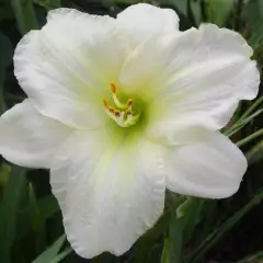 HEMEROCALLIS 'White Temptation'