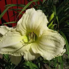 HEMEROCALLIS 'White Temptation'