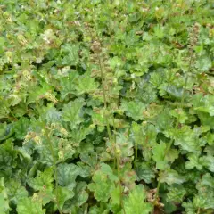 HEUCHERA americana 'Dale Strain' - Heuchère