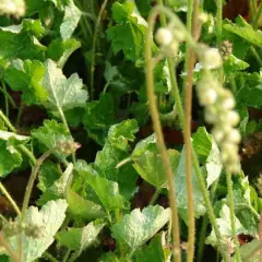 HEUCHERA brizoides 'Green Ivory' - Heuchère