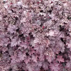 HEUCHERA 'Amethyst Mist' ® - Heuchère