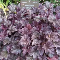 HEUCHERA 'Amethyst Mist' ® - Heuchère