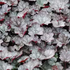 HEUCHERA 'Amethyst Mist' ® - Heuchère