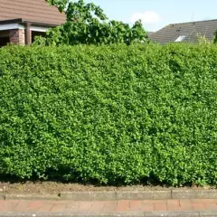 LIGUSTRUM vulgare 'Atrovirens' - Troène d'Europe Atrovirens