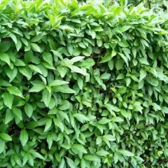 LIGUSTRUM vulgare 'Atrovirens' - Troène d'Europe Atrovirens