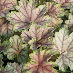 HEUCHERA 'Birkin'