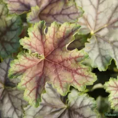 HEUCHERA 'Birkin'