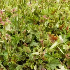 HEUCHERA 'Birkin'