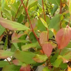 ARONIA melanocarpa 'Viking' - Aronie à fruits rouges 'Viking'