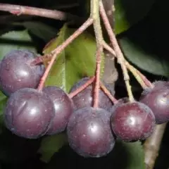 ARONIA melanocarpa 'Viking' - Aronie à fruits noirs