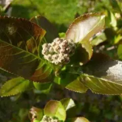 ARONIA melanocarpa 'Viking' - Aronie à fruits noirs