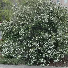 ARONIA melanocarpa 'Viking' - Aronie à fruits rouges 'Viking'
