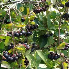 ARONIA melanocarpa 'Viking' - Aronie à fruits rouges 'Viking'