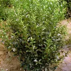 LIGUSTRUM vulgare 'Lodense' - Troène d'Europe tapissant 'Lodense'