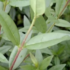 LIGUSTRUM vulgare 'Lodense' - Troène d'Europe tapissant 'Lodense'