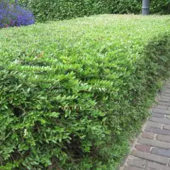 LIGUSTRUM vulgare 'Lodense' - Troène d'Europe tapissant 'Lodense'