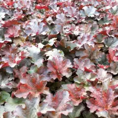 HEUCHERA 'Cappuccino' - Heuchère