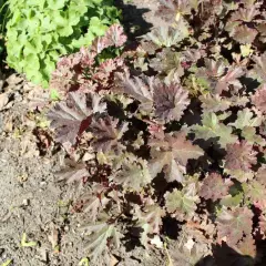 HEUCHERA 'Cappuccino' - Heuchère