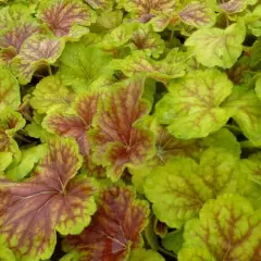 HEUCHERA 'Delta Dawn'®