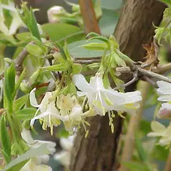 LONICERA fragrantissima - Chèvrefeuille d'hiver parfumé