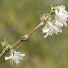 LONICERA fragrantissima - Chèvrefeuille d'hiver parfumé