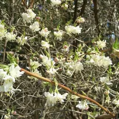 LONICERA fragrantissima - Chèvrefeuille d'hiver parfumé