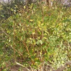 LONICERA fragrantissima - Chèvrefeuille d'hiver parfumé