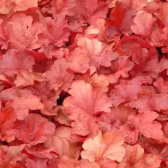 HEUCHERA 'Fire Alarm'