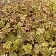 HEUCHERA 'Ginger Ale'® - Heuchère