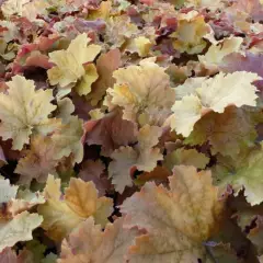 HEUCHERA 'Kassandra'® - Heuchère