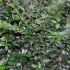 LONICERA nitida - Chèvrefeuille arbustif