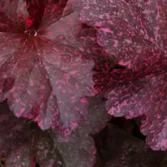 HEUCHERA 'Midnight Rose'® - Heuchère