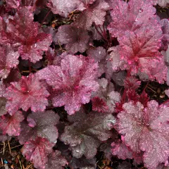 HEUCHERA 'Midnight Rose'® - Heuchère