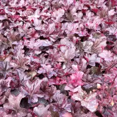 HEUCHERA 'Midnight Rose'® - Heuchère