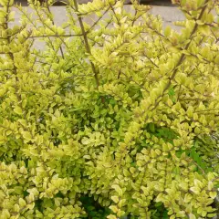 LONICERA nitida 'Baggesen's Gold' - Chèvrefeuille arbustif à feuilles dorées 'Baggessen's Gold'.
