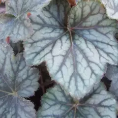 HEUCHERA 'Pinot Noir'®