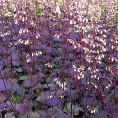 HEUCHERA 'Pinot Noir'®