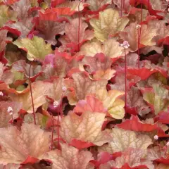 HEUCHERA 'Rio'