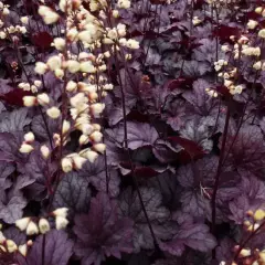 HEUCHERA 'Shanghai'® - Heuchère