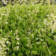 HEUCHERA 'White Cloud' - Heuchère