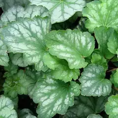 HEUCHERA 'White Cloud' - Heuchère