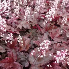 HEUCHERELLA 'Berry Fizz'®